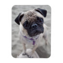 Search for pug magnets Curious