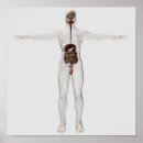 Search for duodenum posters Gut