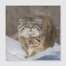 Search for pallas cat Nature