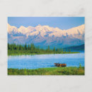 Search for range animal postcards Fauna