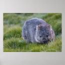 Search for marsupial art Animal
