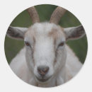 Search for white goat stickers Animals