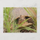 Search for terrapin postcards Tortoise