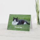 Search for tuxedo cat cards Black and white