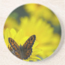 Search for helenium Daisy