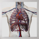 Search for circulatory system posters 3d