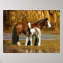 Search for gypsy vanner horses posters Mare