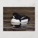 Search for barrow postcards Animal
