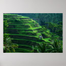 Search for bali posters Rice