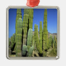 Search for mexican cactus christmas tree decorations Desert