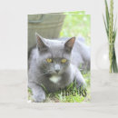 Search for grey cat cards Modern