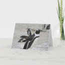 Search for african penguin postcards Wildlife