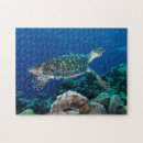 Search for coral reef puzzles Great barrier reef