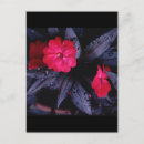 Search for dewdrops postcards Leaves