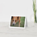 Search for beagle breed cards Dogs