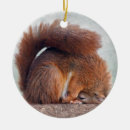 Search for red squirrel christmas tree decorations Animals