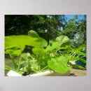 Search for zucchini posters Vegetable