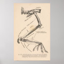 Search for skeleton bones posters Antique