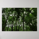 Search for canopy posters Sky
