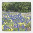 Search for bluebonnet stickers Country