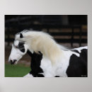 Search for black and white horse art Bob langrish