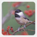 Search for jones stickers Nature