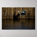 Search for great blue heron posters Animals