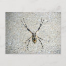 Search for macros postcards Spider