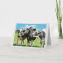 Search for grazing cards Country