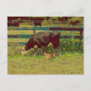 Search for cow and chicken postcards Barnyard