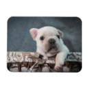Search for purebred magnets French bulldog