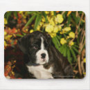 Search for boxer mouse mats Puppy