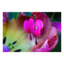 Search for bleeding hearts art Nature