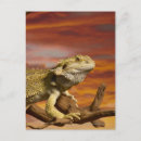 Search for bearded dragon postcards Animals