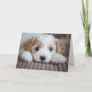 Search for cutest cards Puppy