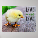 Search for cute chick posters Yellow