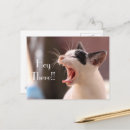 Search for animal quotes postcards Kitten
