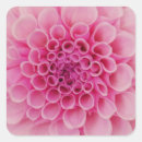 Search for closeup stickers Pink