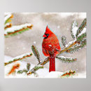 Search for cardinals in winter posters Nature