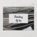 Search for feather pattern postcards Modern