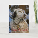 Search for english setter cards Setters