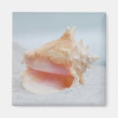 Search for florida shells magnets Nautical