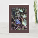 Search for grapevine cards Fruit