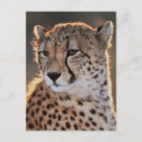 Search for differentiator postcards Differential focus