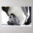 Search for emperor penguin posters Bird