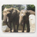 Search for pachyderm mouse mats Wildlife
