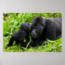 Search for infant posters Wildlife