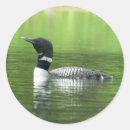 Search for common stickers Photography