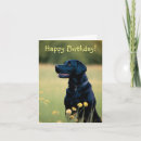 Search for black lab birthday cards Retriever