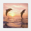Search for bottlenose dolphin magnets Fauna